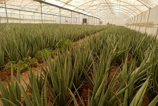 تولید آلوئه‌ورا در قیروکارزین با هدف تغییر الگوی کشت