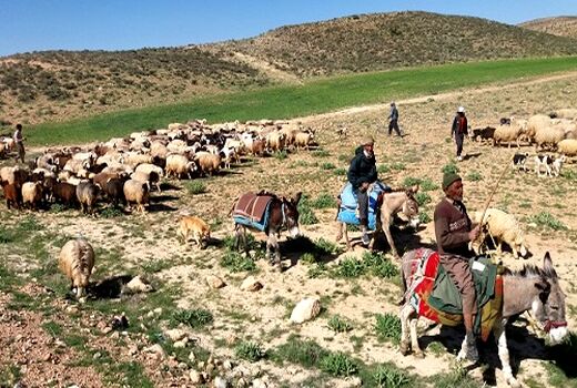 تولید 200 هزار تن گوشت توسط عشایر کشور 