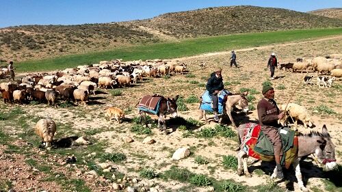 در سال گذشته 800 خانوار عشایری بیمه شدند
