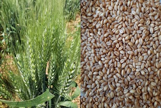 تامین بیش از 1600 تن گندم بذری دیم درکازرون