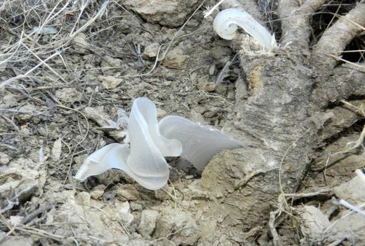 نیمی از کتیرای کشور در اصفهان تولید می‌شود