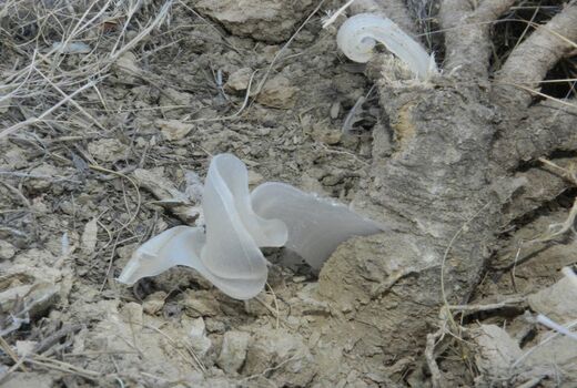 نیمی از کتیرای کشور در اصفهان تولید می‌شود