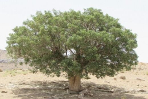 درخت بنه سرمایه ای عظیم در ملکشاهی