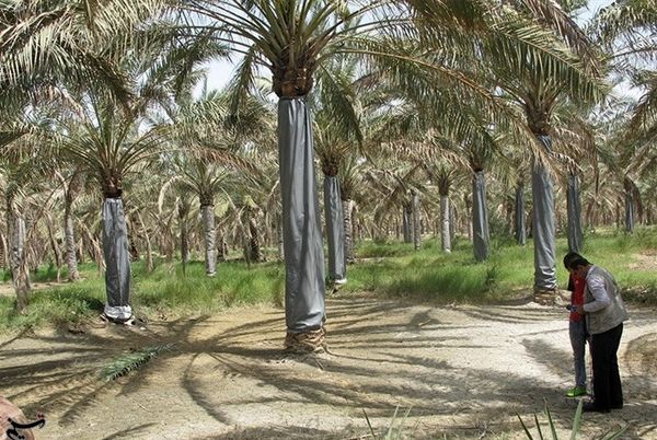 آفت چوبخوار به حدود ۱۷ هزار تن محصول نخیلات استان بوشهر خسارت وارد کرد