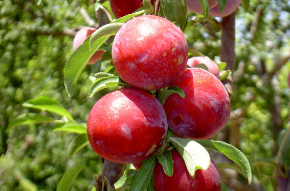 آغاز برداشت آلو از سطح 900 هکتار از باغات بارور استان قزوین 