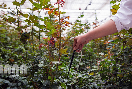 تولید سالانه بیش از یک میلیون شاخه گل رز هلندی