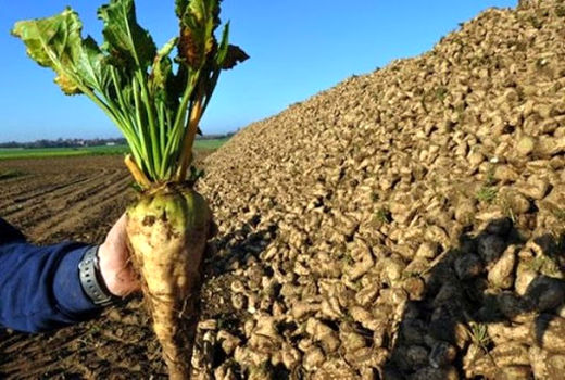 درخواست قیمت 1300تومانی برای خرید تضمینی چغندرقند