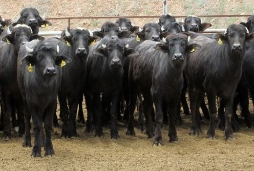 هویت گذاری و پلاک کوبی دام سبک وسنگین درسطح شهرستان املش