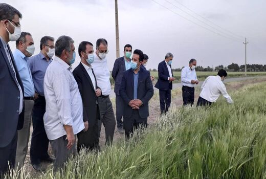 بازدید رئیس سازمان جهاد کشاورزی استان تهران از مزرعه ۶۰ هکتاری در جوادآباد