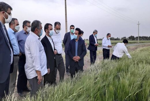 بازدید رئیس سازمان جهاد کشاورزی استان تهران از مزرعه ۶۰ هکتاری در جوادآباد