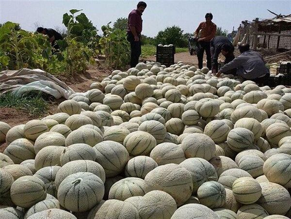 آغاز برداشت طالبی در 1100هکتار از مزارع  ورامین