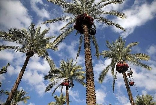 آغاز برداشت رطب در استان بوشهر/ ۱۱۵ هزار تن خرما تولید می‌شود