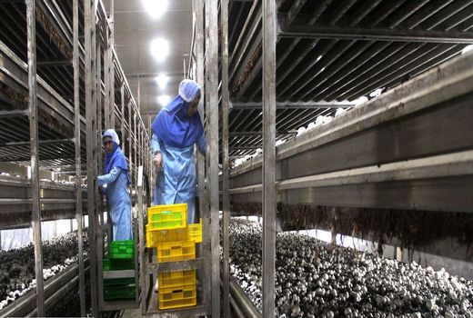 تولید قارچ خوراکی در اصفهان ۵۶ درصد افزایش یافت