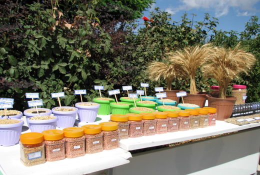 ضدعفونی ۹۰ درصد بذر مصرفی گندم و جو کشاورزان  استان قزوین