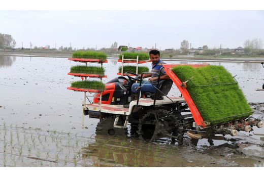 کشت مکانیزه برنج در 110 هزار هکتار شالیزار مازندران