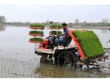 کشت مکانیزه برنج در 110 هزار هکتار شالیزار مازندران