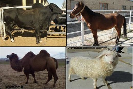 حفظ نژادهای بومی دام‌های ایران ضامن امنیت غذایی و توسعه پایدار است
