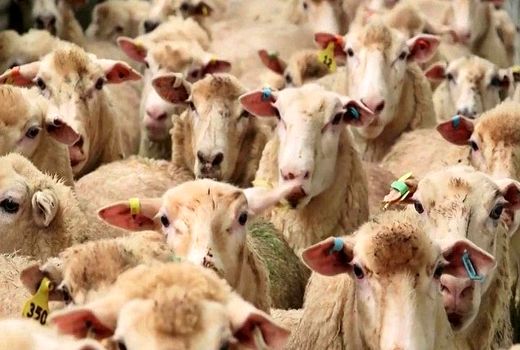 ماهانه حدود 13 هزار تن کنسانتره بین دامداران خراسان شمالی توزیع می‌شود