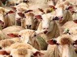 ماهانه حدود 13 هزار تن کنسانتره بین دامداران خراسان شمالی توزیع می‌شود