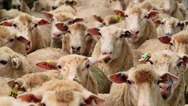 ماهانه حدود 13 هزار تن کنسانتره بین دامداران خراسان شمالی توزیع می‌شود