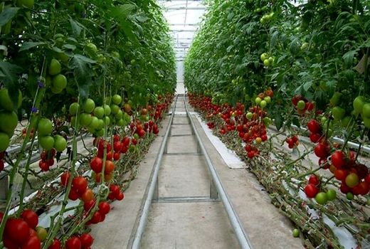 محصولات گلخانه‌ای بوشهر در بسته‌های صادراتی کشورهای رقیب
