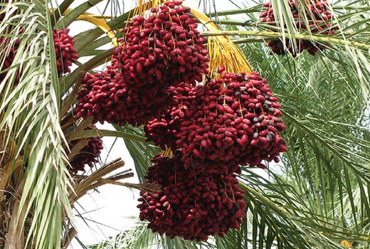 ساخت سردخانه‌های هزار تنی برای تکمیل زنجیره خرما در طبس