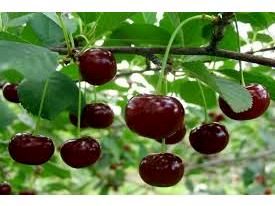 تولید 7500 تنی گیلاس در نوشهر/ ارزش اقتصادی 1800 میلیاردی