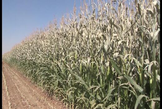 خسارت سرمازدگی به مزارع ذرت علوفه‌ای استان