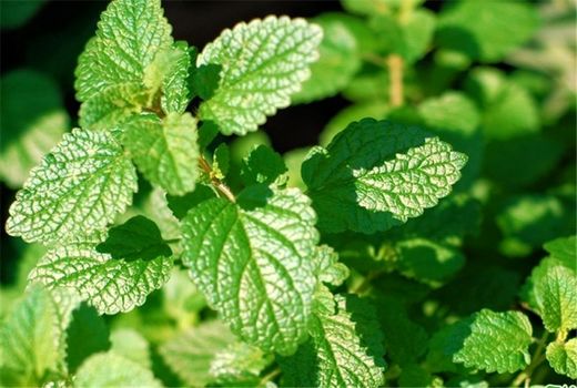 برداشت بیش از ۶ هزار تن نعنا در کاشان 