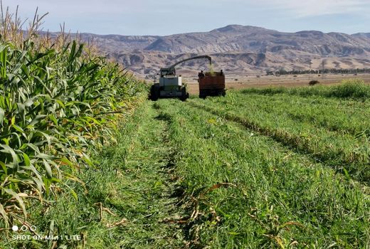 برداشت ۶۰ هکتارذرت علوفه ای از مزارع بخش صالح آباد