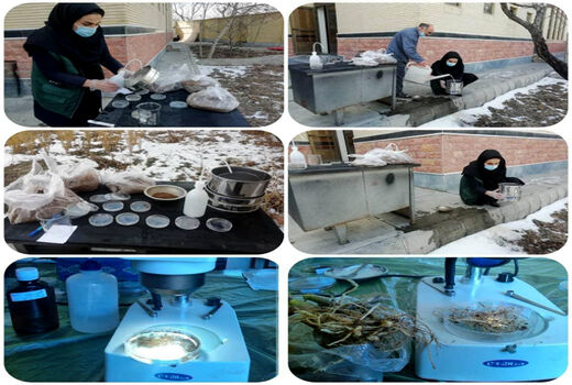 ردیابی نماتدهای خسارتزای گیاهی با اولویت نماتد گره ریشه در گلخانه های اسکو