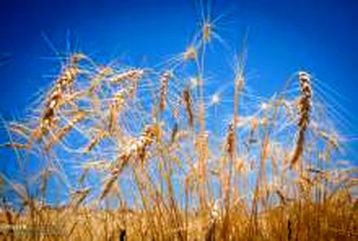 میزان برداشت گندم از مزارع استان بوشهر ۴۰ درصد کاهش می‌یابد