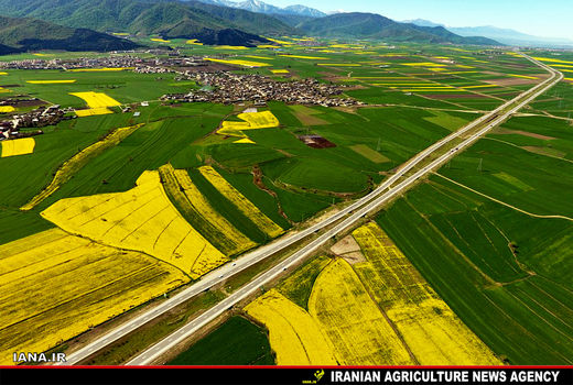 ۴۰۰ هکتار مزرعه الگویی کلزا  در استان قزوین ایجاد شد