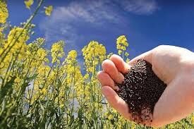 کاهش بذر مصرفی کلزا در کازرون