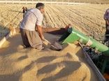 خرید ۹۰ هزار تن گندم از کشاورزان توسط تعاون روستایی آذربایجان‌غربی