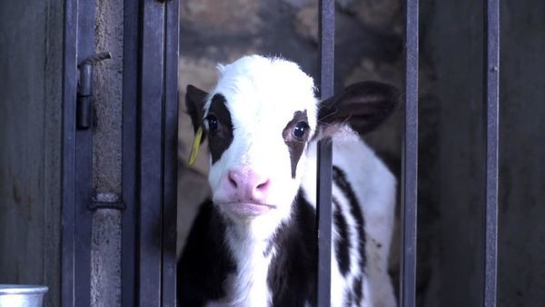 «سامان» پیشتاز در جذب تسهیلات دامدار کارت