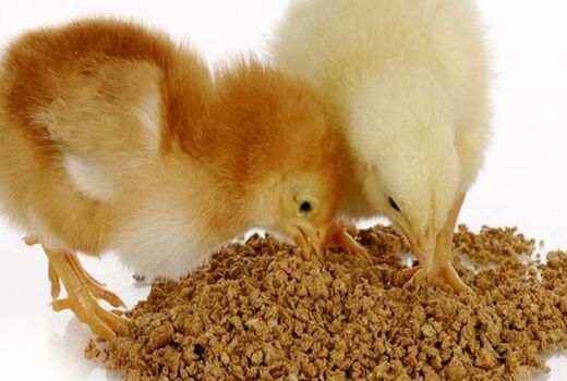 افزایش واردات سویا به جای کنجاله؛ سیاست جدید وزارت جهاد کشاورزی