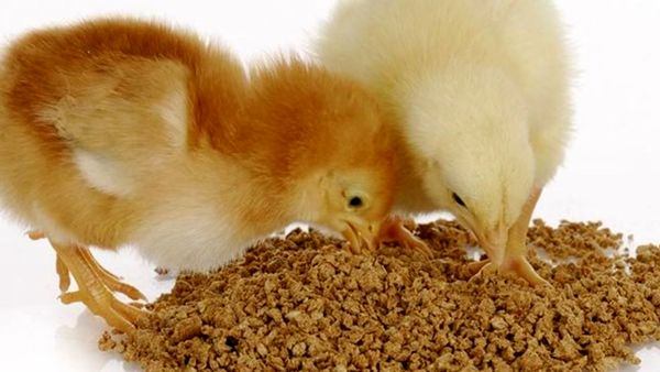 افزایش واردات سویا به جای کنجاله؛ سیاست جدید وزارت جهاد کشاورزی