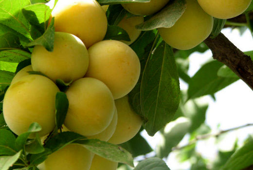 پیش بینی تولید ۷۹۰ تٌن آلو در خراسان جنوبی