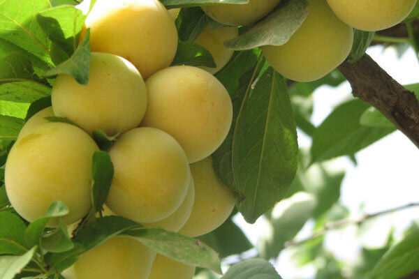 پیش بینی تولید ۷۹۰ تٌن آلو در خراسان جنوبی