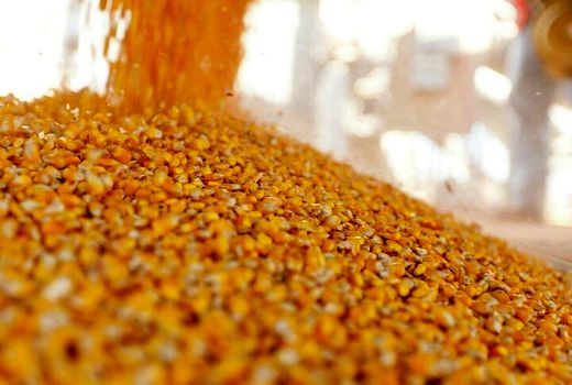 توزیع جو و ذرت به‌صورت نقد و نسیه در استان بوشهر