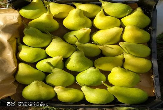 تولید 350 تن گلابی در سپیدان