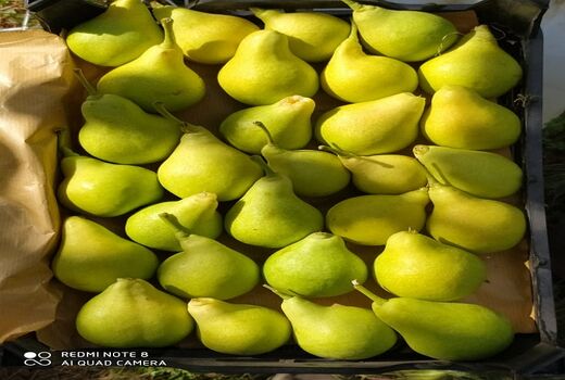 تولید 350 تن گلابی در سپیدان