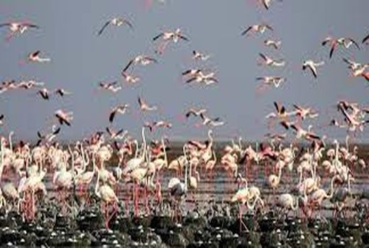 خوزستان عاری از آنفلوآنزای فوق حاد پرندگان