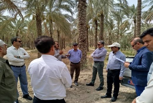 ارزیابی عملکرد جهاد کشاورزی استان‌ها کلید خورد / بوشهر و اصفهان در گام اول 