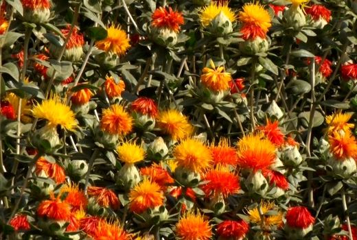 شهرستان مبارکه با داشتن حدود ۳۰۰ هکتار مزارع گلرنگ