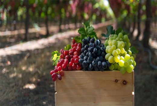 تولید بیش از 170 تن انگور در شهرستان خلخال