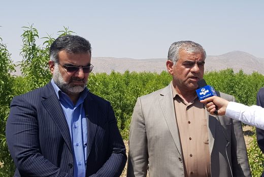  آبیاری تیپ موضعی در مزارع برنج فارس،  برای اولین بار در کشور