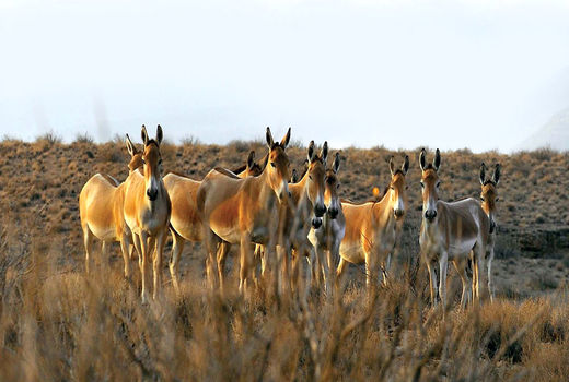 ​افزایش جمعیت گورخر ایرانی در پارک توران