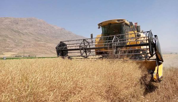 آغاز برداشت مکانیزه دانه روغنی کلزا از مزارع مهاباد